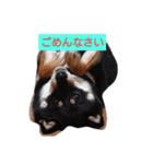 柴犬ライフ小鉄と小春（個別スタンプ：6）