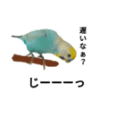 セキセイインコのニイコちゃん(色々言葉)（個別スタンプ：2）