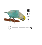 セキセイインコのニイコちゃん(色々言葉)（個別スタンプ：3）