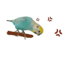 セキセイインコのニイコちゃん(色々言葉)（個別スタンプ：4）