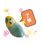 セキセイインコのニイコちゃん(色々言葉)（個別スタンプ：5）
