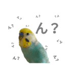 セキセイインコのニイコちゃん(色々言葉)（個別スタンプ：6）