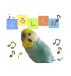 セキセイインコのニイコちゃん(色々言葉)（個別スタンプ：7）