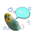 セキセイインコのニイコちゃん(色々言葉)（個別スタンプ：8）