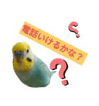 セキセイインコのニイコちゃん(色々言葉)（個別スタンプ：9）