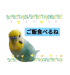 セキセイインコのニイコちゃん(色々言葉)（個別スタンプ：11）
