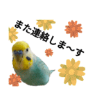セキセイインコのニイコちゃん(色々言葉)（個別スタンプ：12）