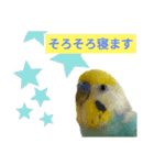セキセイインコのニイコちゃん(色々言葉)（個別スタンプ：14）