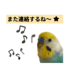 セキセイインコのニイコちゃん(色々言葉)（個別スタンプ：16）