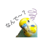セキセイインコのニイコちゃん(色々言葉)（個別スタンプ：17）