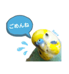 セキセイインコのニイコちゃん(色々言葉)（個別スタンプ：19）