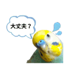 セキセイインコのニイコちゃん(色々言葉)（個別スタンプ：20）