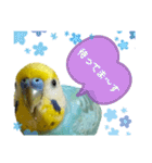セキセイインコのニイコちゃん(色々言葉)（個別スタンプ：21）