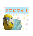 セキセイインコのニイコちゃん(色々言葉)（個別スタンプ：22）