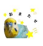 セキセイインコのニイコちゃん(色々言葉)（個別スタンプ：23）