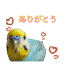 セキセイインコのニイコちゃん(色々言葉)（個別スタンプ：24）