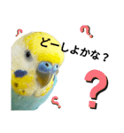 セキセイインコのニイコちゃん(色々言葉)（個別スタンプ：25）