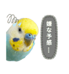 セキセイインコのニイコちゃん(色々言葉)（個別スタンプ：26）