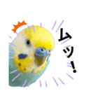 セキセイインコのニイコちゃん(色々言葉)（個別スタンプ：27）