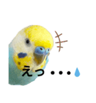 セキセイインコのニイコちゃん(色々言葉)（個別スタンプ：28）