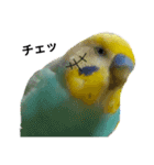 セキセイインコのニイコちゃん(色々言葉)（個別スタンプ：29）