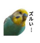 セキセイインコのニイコちゃん(色々言葉)（個別スタンプ：30）