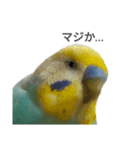 セキセイインコのニイコちゃん(色々言葉)（個別スタンプ：31）