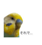 セキセイインコのニイコちゃん(色々言葉)（個別スタンプ：32）