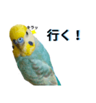 セキセイインコのニイコちゃん(色々言葉)（個別スタンプ：33）
