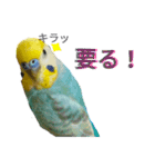 セキセイインコのニイコちゃん(色々言葉)（個別スタンプ：34）