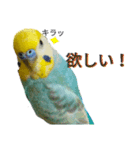 セキセイインコのニイコちゃん(色々言葉)（個別スタンプ：35）