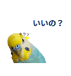 セキセイインコのニイコちゃん(色々言葉)（個別スタンプ：36）