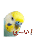 セキセイインコのニイコちゃん(色々言葉)（個別スタンプ：37）