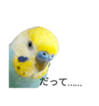 セキセイインコのニイコちゃん(色々言葉)（個別スタンプ：38）