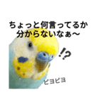セキセイインコのニイコちゃん(色々言葉)（個別スタンプ：39）