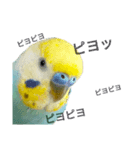 セキセイインコのニイコちゃん(色々言葉)（個別スタンプ：40）