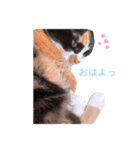 猫のミーヤ（個別スタンプ：2）