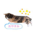 猫のミーヤ（個別スタンプ：3）