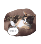 猫のミーヤ（個別スタンプ：5）