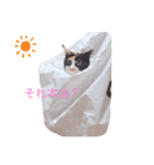 猫のミーヤ（個別スタンプ：6）