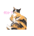 猫のミーヤ（個別スタンプ：7）
