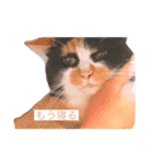 猫のミーヤ（個別スタンプ：8）