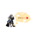 トイプードルのべりーちゃん。（個別スタンプ：1）