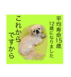 麻弐マニ 仕事一番   2（個別スタンプ：4）