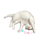 ネコちゃんず♂♂♂（個別スタンプ：1）