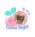ネコちゃんず♂♂♂（個別スタンプ：2）