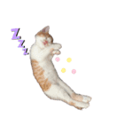 ネコちゃんず♂♂♂（個別スタンプ：6）