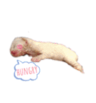 ネコちゃんず♂♂♂（個別スタンプ：11）