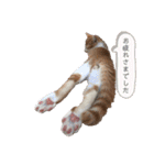 ネコちゃんず♂♂♂（個別スタンプ：12）