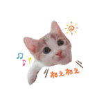 ネコちゃんず♂♂♂（個別スタンプ：16）